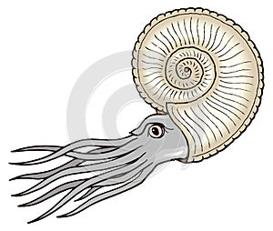 grey ammonite sea swim dinosaur ancient vector illustration transparent background