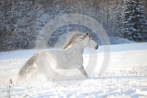 Grey andalusian horse through gallops the snow photo