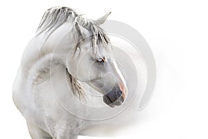 Grey andalusian horse isolated