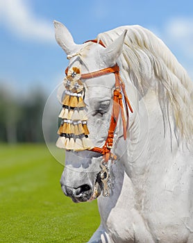 Grey andalusian horse spanish decoration