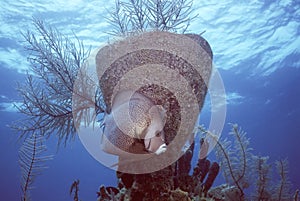 Grey Angel in Belize