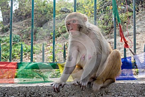 Grey ape sitting near fence