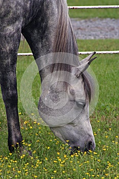 Grey Arabian