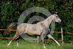 Grey arabian horse