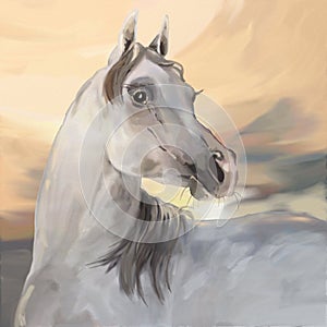 Grey Arabian horse