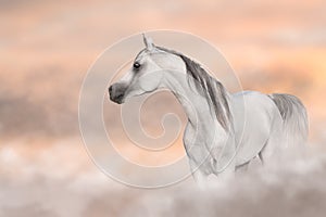 Grey arabian horse