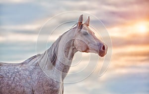 The Grey Arabian Horse