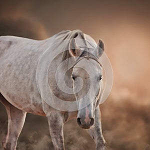 The Grey Arabian Horse