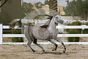 Grey Arabian horse beauty