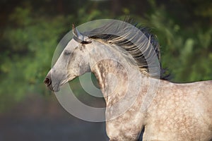 Grey arabian horse with long mane