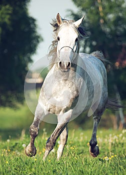 Grey arabian horse in movement