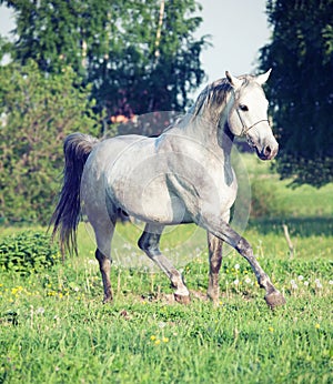 Grey arabian horse in movement