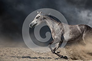 Grey arabian horse portrait