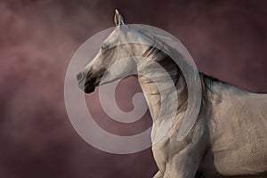 Grey arabian horse portrait