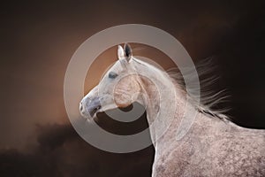 The Grey Arabian Horse portrait