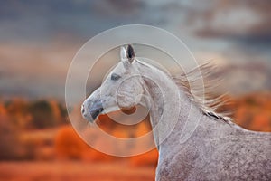 The Grey Arabian Horse portrait at autumn