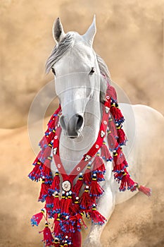 Grey arabian horse portrait in national decorations