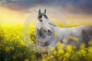 Grey arabian horse portrait in rape