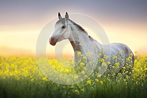 Grey arabian horse portrait in rape