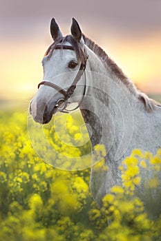 Grey arabian horse portrait in rape