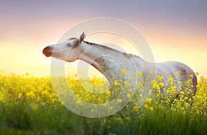 Grey arabian horse portrait in rape field