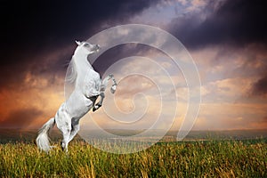 A grey arabian horse rearing