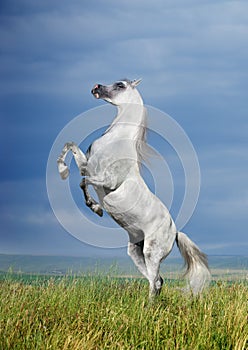 A grey arabian horse rearing