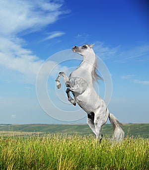 A grey arabian horse rearing