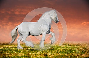 A grey arabian horse rearing