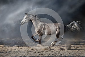 Grey arabian horse run