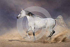 Grey arabian horse run