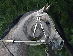 Grey arabian horse stallion portrait.