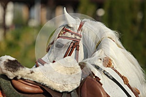 Grey arabian horse with traditional tack and saddle