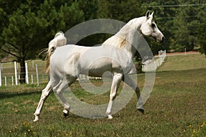 Grey Arabian Stallion