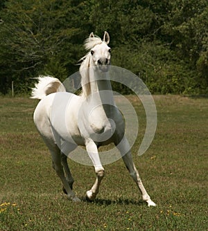 Grey Arabian Stallion