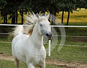 Grey Arabian Stallion