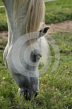 Grey Arabian Stallion grazing