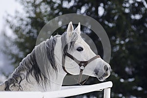 Grey Arabian stallion