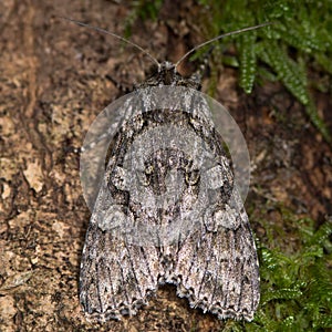 Grey arches moth (Polia nebulosa) from above