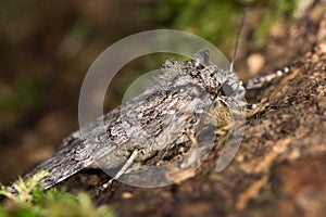 Grey arches moth (Polia nebulosa) in profile