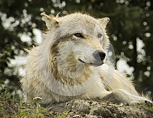 Grey Arctic Wolf
