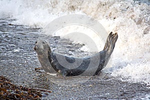 Grey Atlantic seal  Pembrokeshire