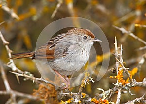 Grey Backed Cisticola