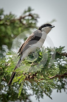 Grey-backed fiscal with catchlight on leafy branch photo