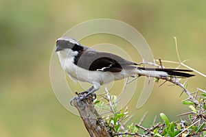 Grey-backed Fiscal - Lanius excubitoroides black and white and gray bird in Laniidae, found in Africa, its natural habitats are