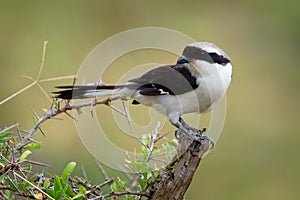 Grey-backed Fiscal - Lanius excubitoroides black and white and gray bird in Laniidae, found in Africa, its natural habitats are