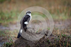 Grey-backed Fiscal - Lanius excubitoroides wet black and white and gray bird in Laniidae, after the rain, found in Africa, natural