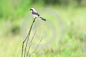 Grey-backed fiscal, Queen Elizabeth National Park, Uganda