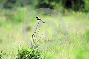 Grey-backed fiscal, Queen Elizabeth National Park, Uganda