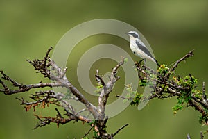Grey-backed fiscal in thornbush with green bokeh